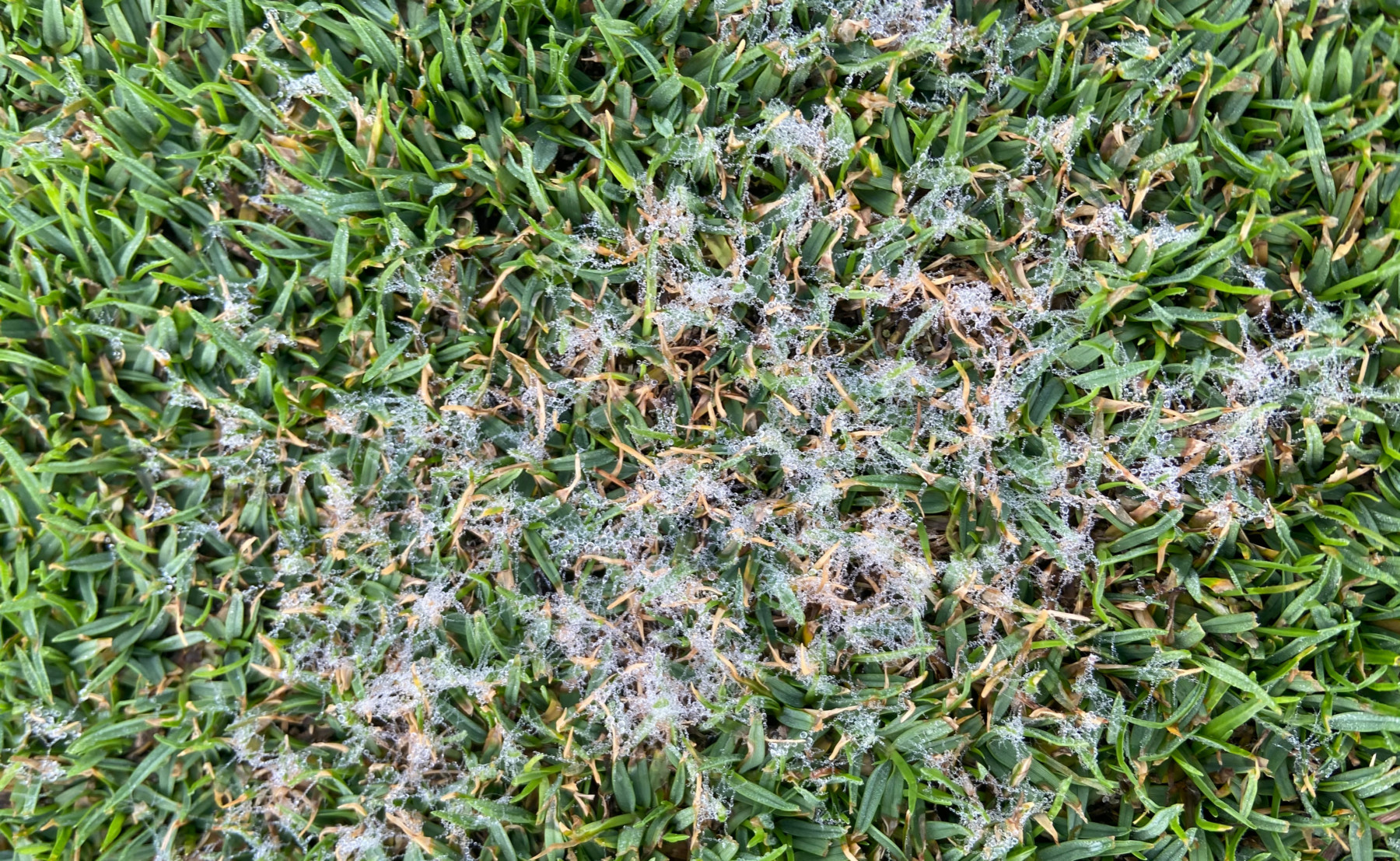 Dollar spot on seashore paspalum © Willis T. Spratling