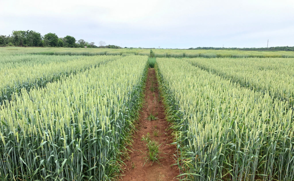 Wheat field © John W. Bagwell